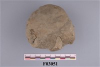 藏品(海膽)的圖片